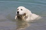 GOLDEN RETRIEVER 895